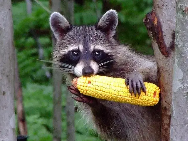 What do raccoons eat