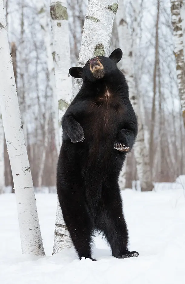 All about black bears. Learn the bear facts vs. common myths