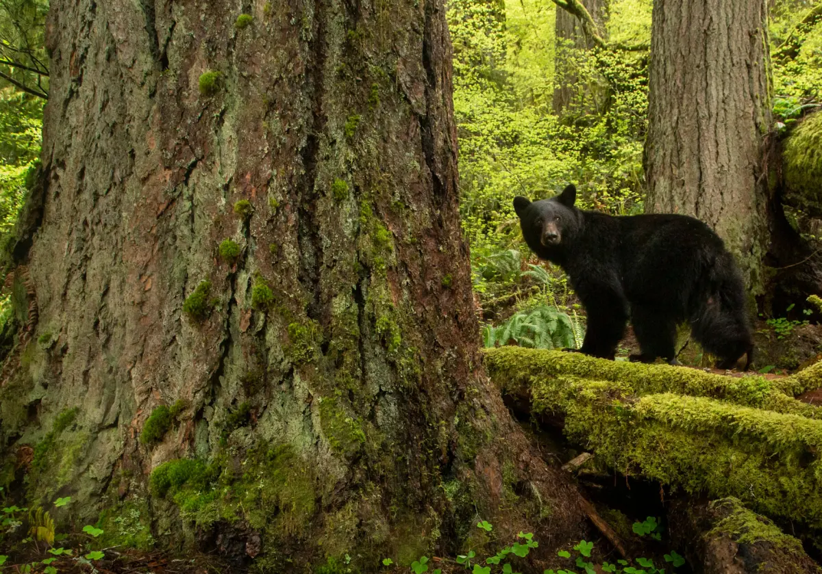 Black Bear