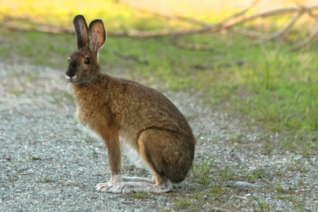 Where do rabbits live?