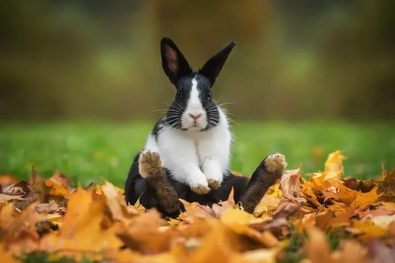 Rabbit Lifespan: How Long Do Pet Rabbits Live?