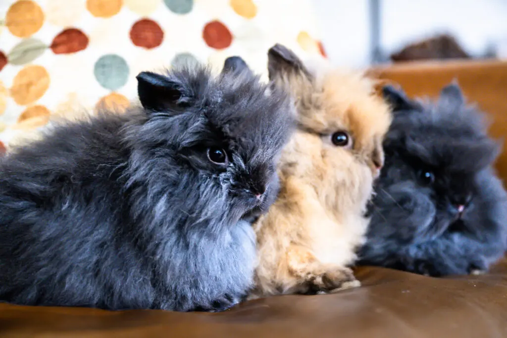 How Long Do Rabbits Live?
