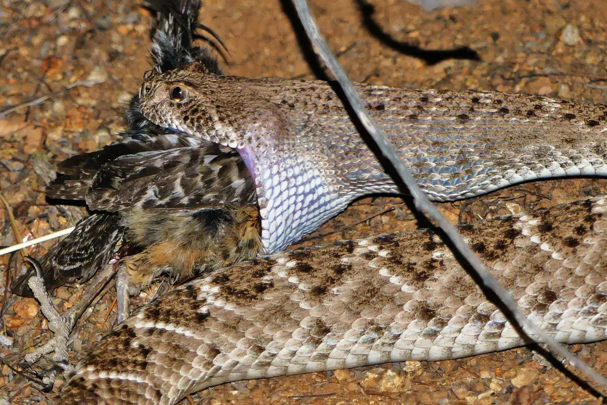 What do rattlesnakes eat