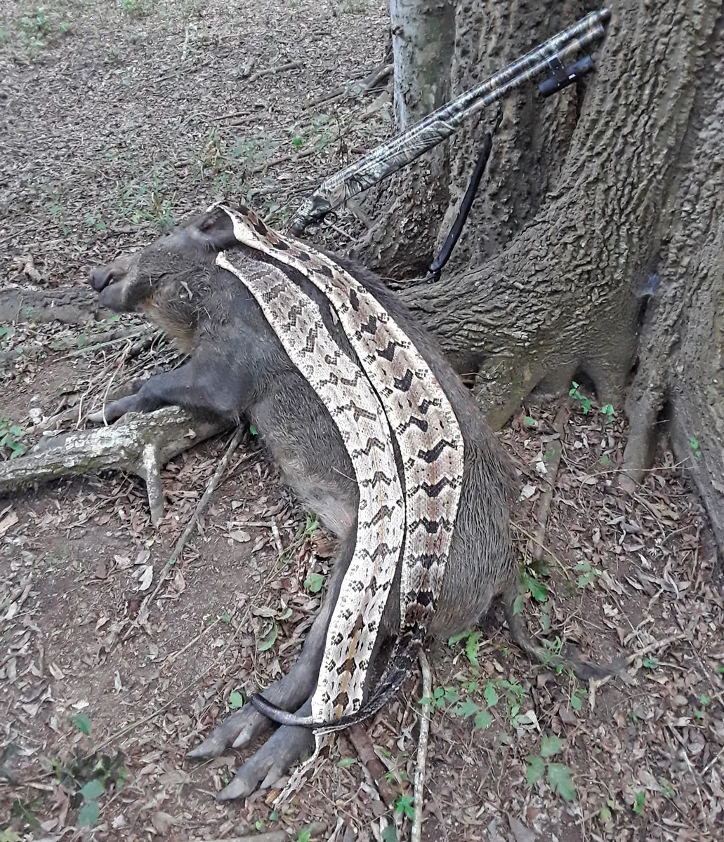 Rattlesnakes eat — image 2