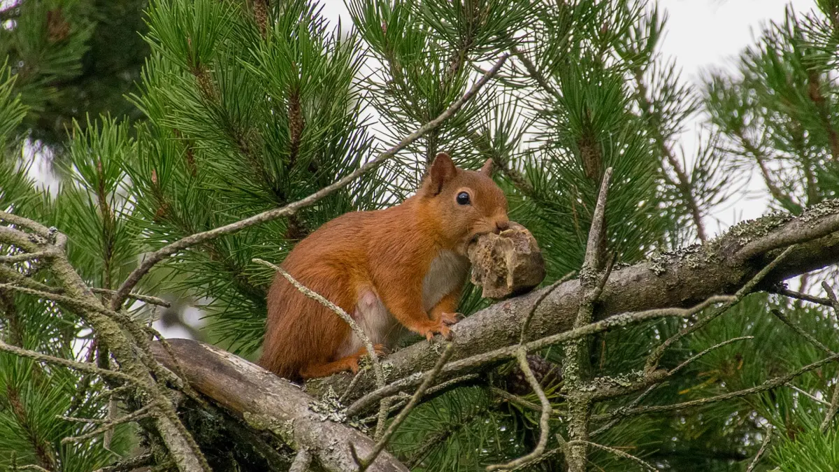 What do squirrels eat