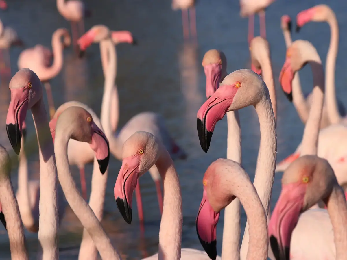 What is a Group of Flamingos Called? (Complete Guide)