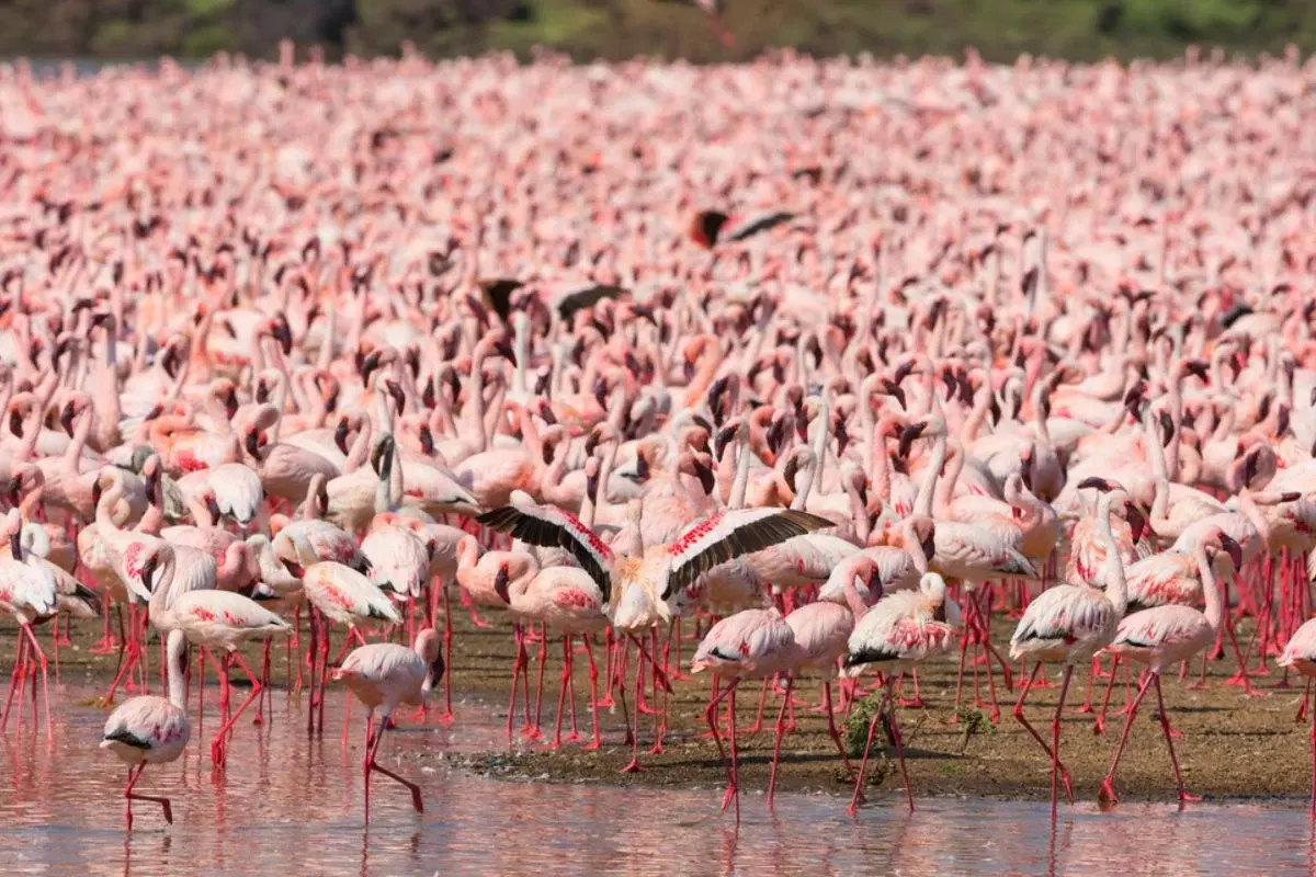 What Is a Flock of Flamingos Known As?