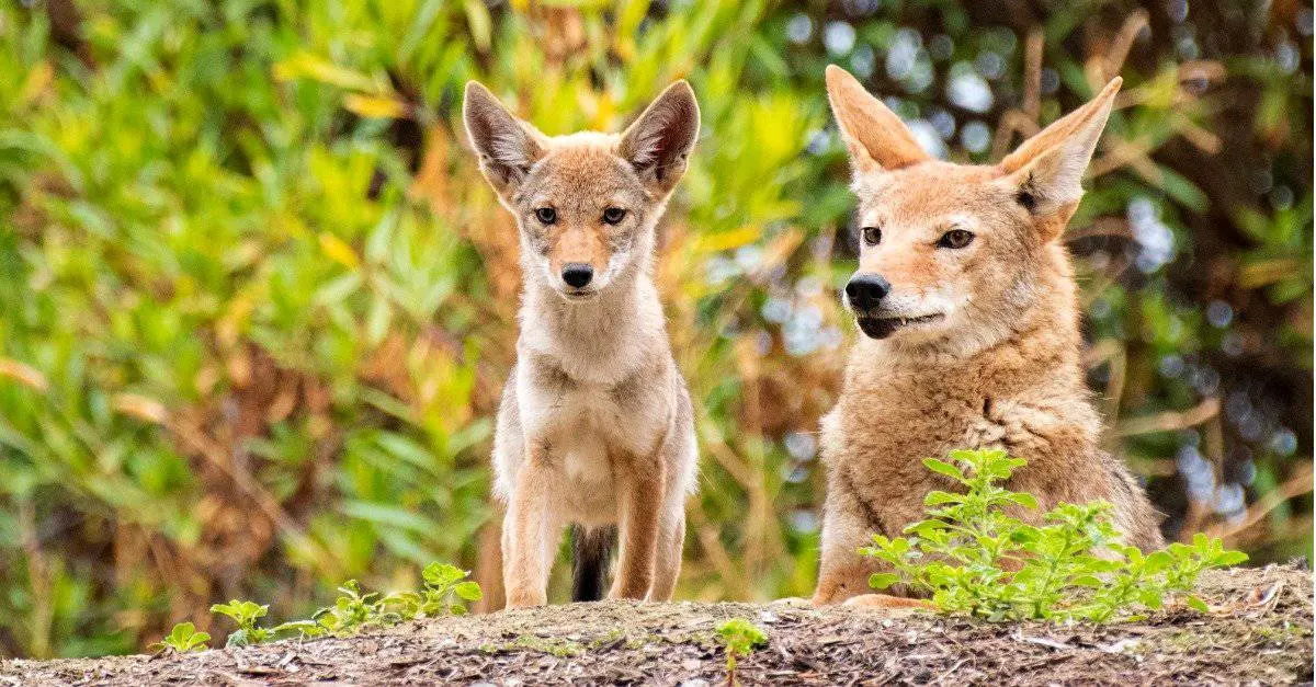 Coyote Dens: Where Do Coyotes Live?