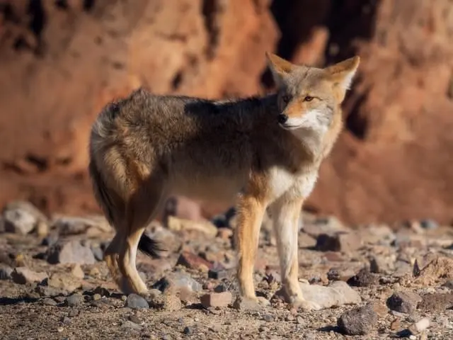Where Do Coyotes Live? (US States & Countries)