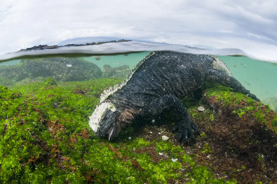 Iguanas eat — image 2