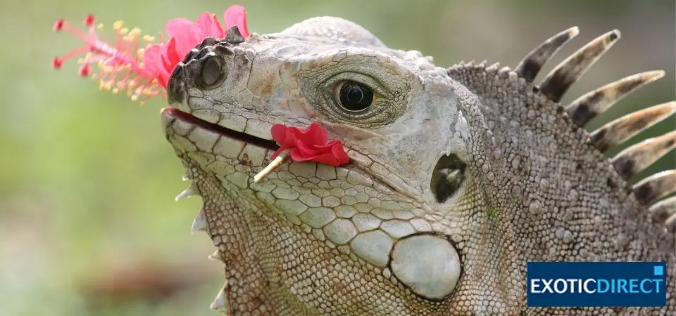 What do Iguanas eat?