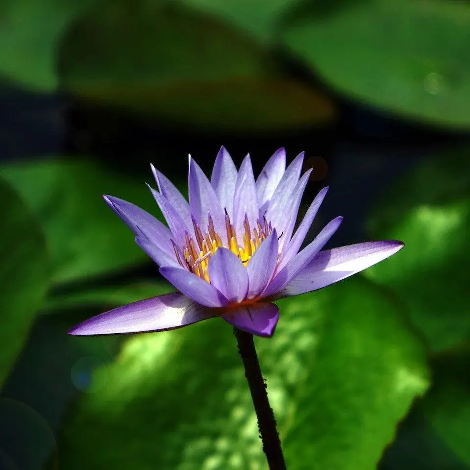 Rarest flower world — image 2