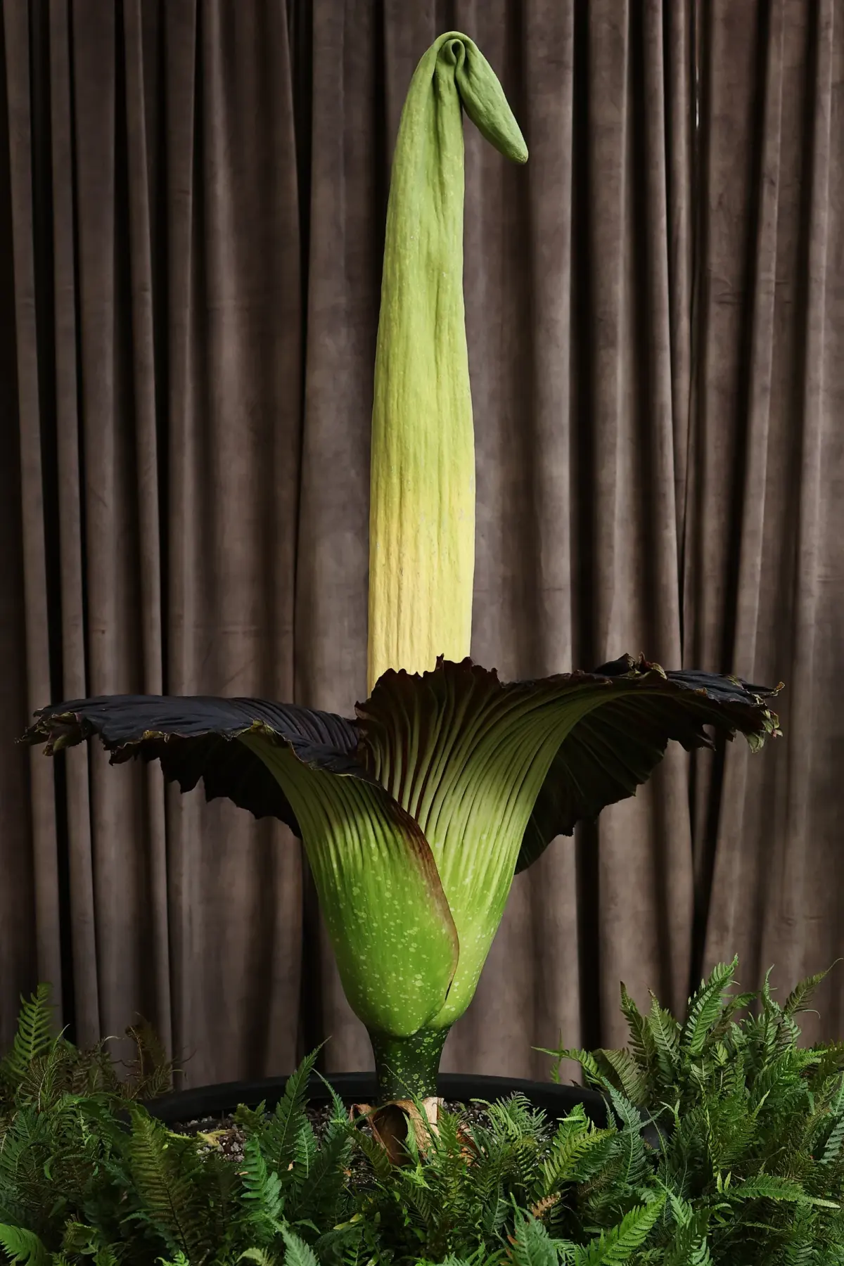 The rarest flower in the world blooms in just two known locations on Earth