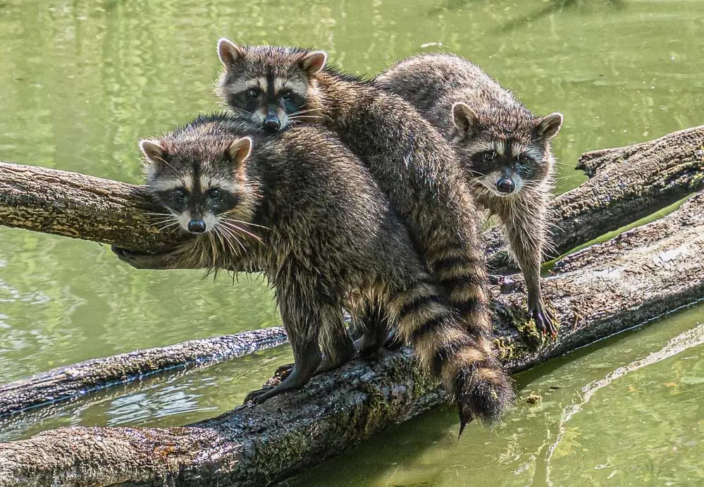 We live here too! Vancouver's urban wildlife, part 1