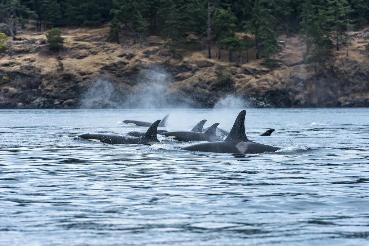 Wildlife Viewing