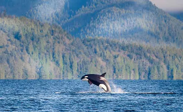 Vancouver Island wildlife location in Canada, North America