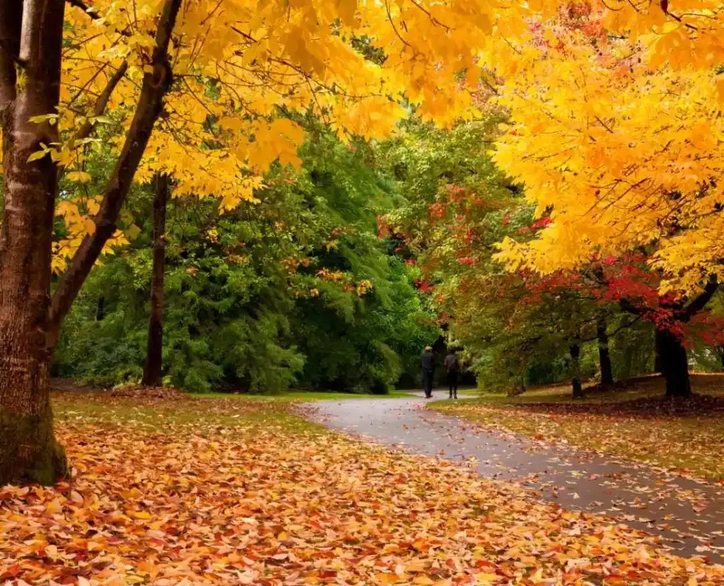 12 places to see best fall colours in Vancouver