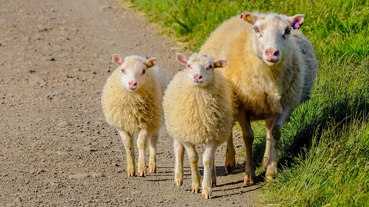 Baby Lamb