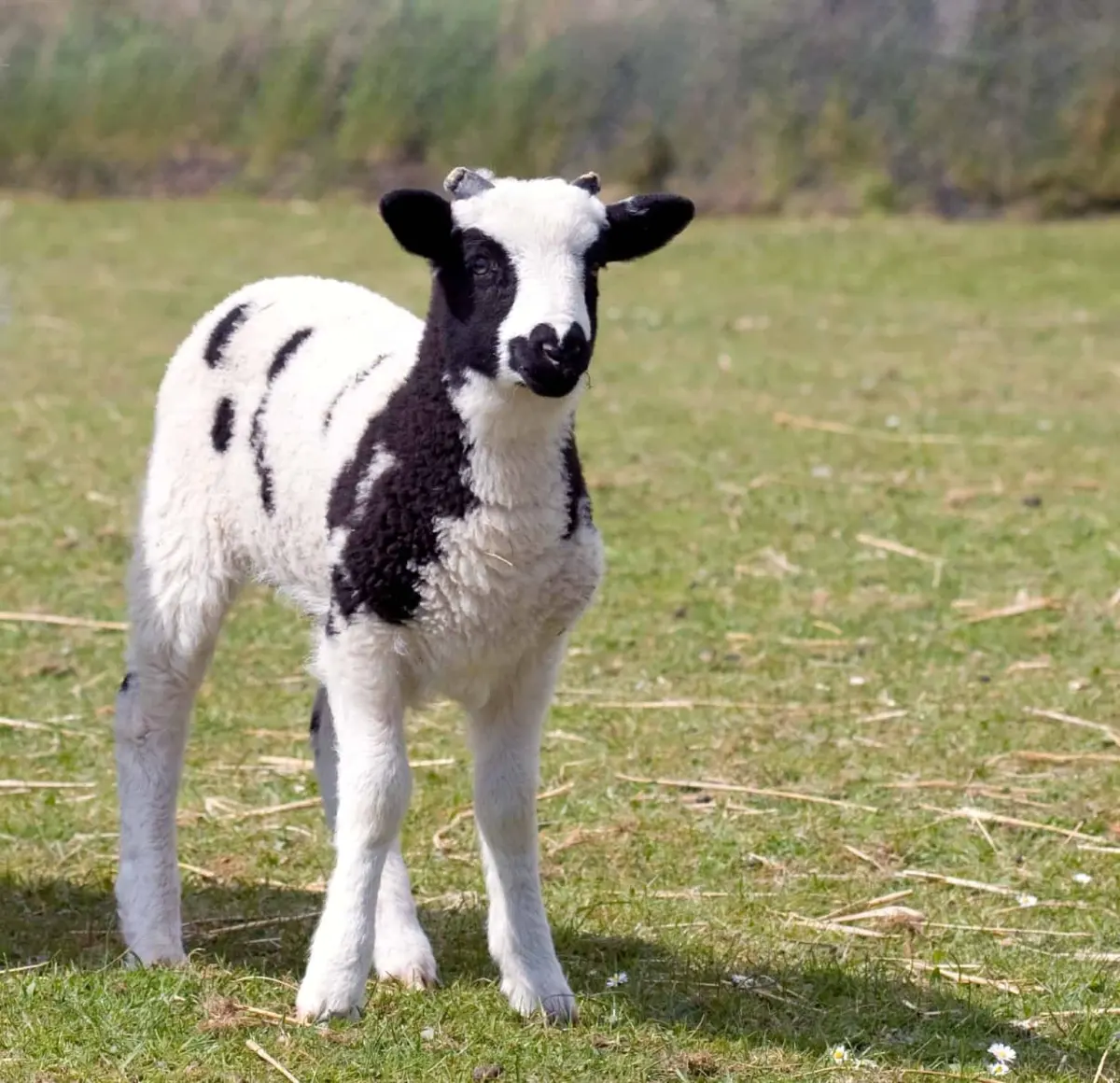 So, What Is a Baby Sheep Called?