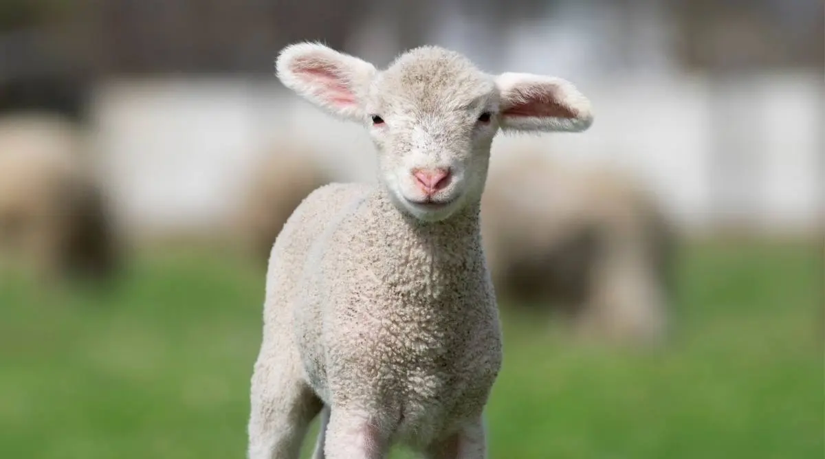 What Is A Baby Sheep Called?