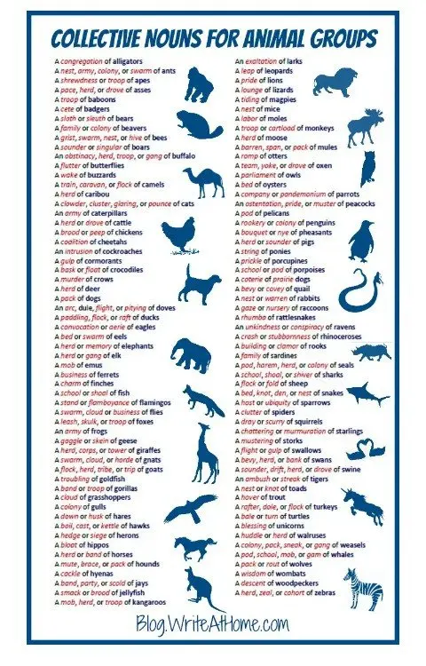 Why are groups of animals called specific things, why not just say 'group'?