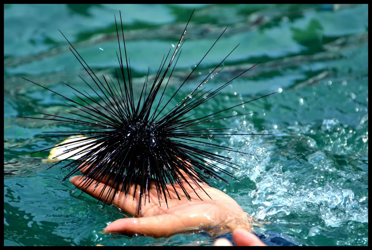 Scientists find good places to grow long-spined sea urchins, a starting point to restore 'the lawn mowers of t