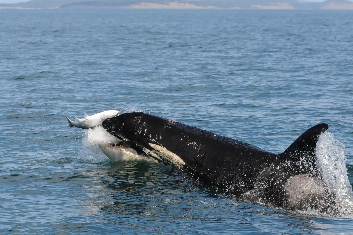 Orcas eat — image 2