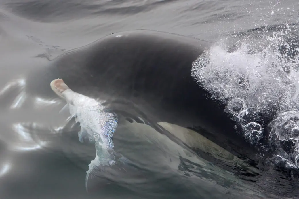 What do killer whales eat?