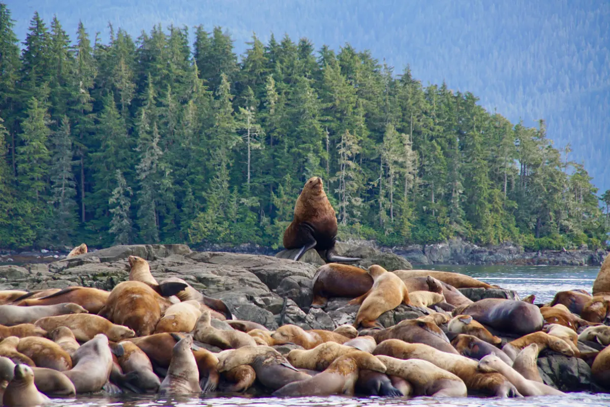 Steller Sea Lions in BC