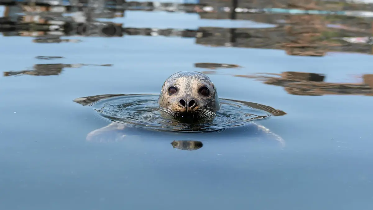Wildlife You Could See in Vancouver, BC