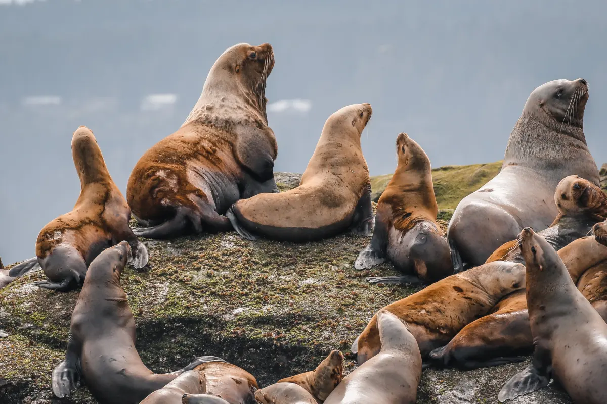Steller Sea Lions Vancouver Island
