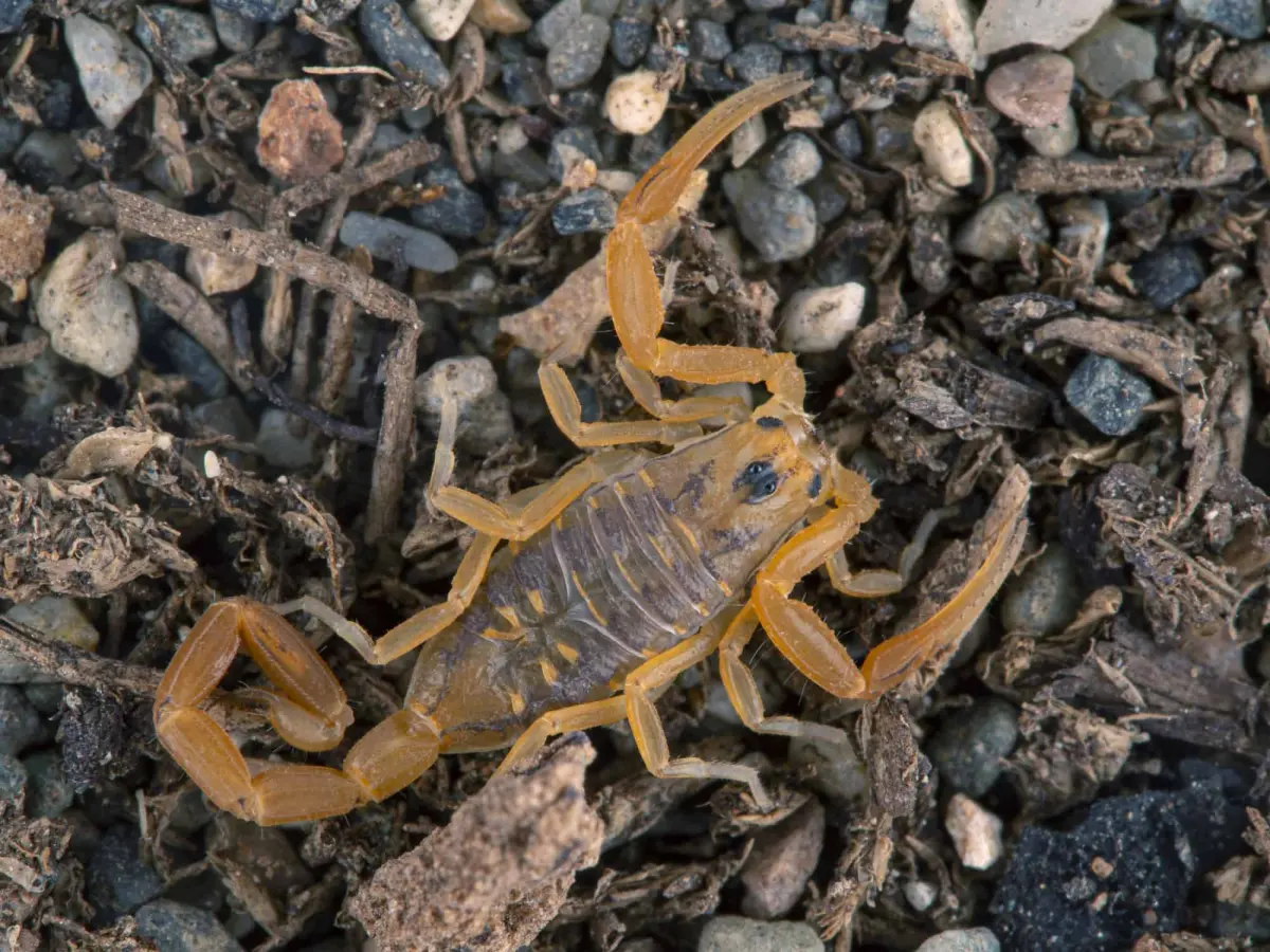 Where Do Scorpions Live? Places To Check in Your Home