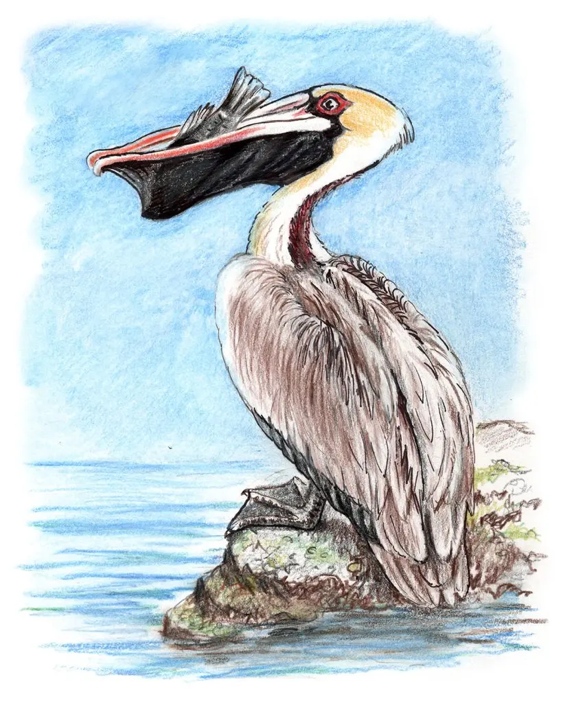 You Can Draw a Brown Pelican