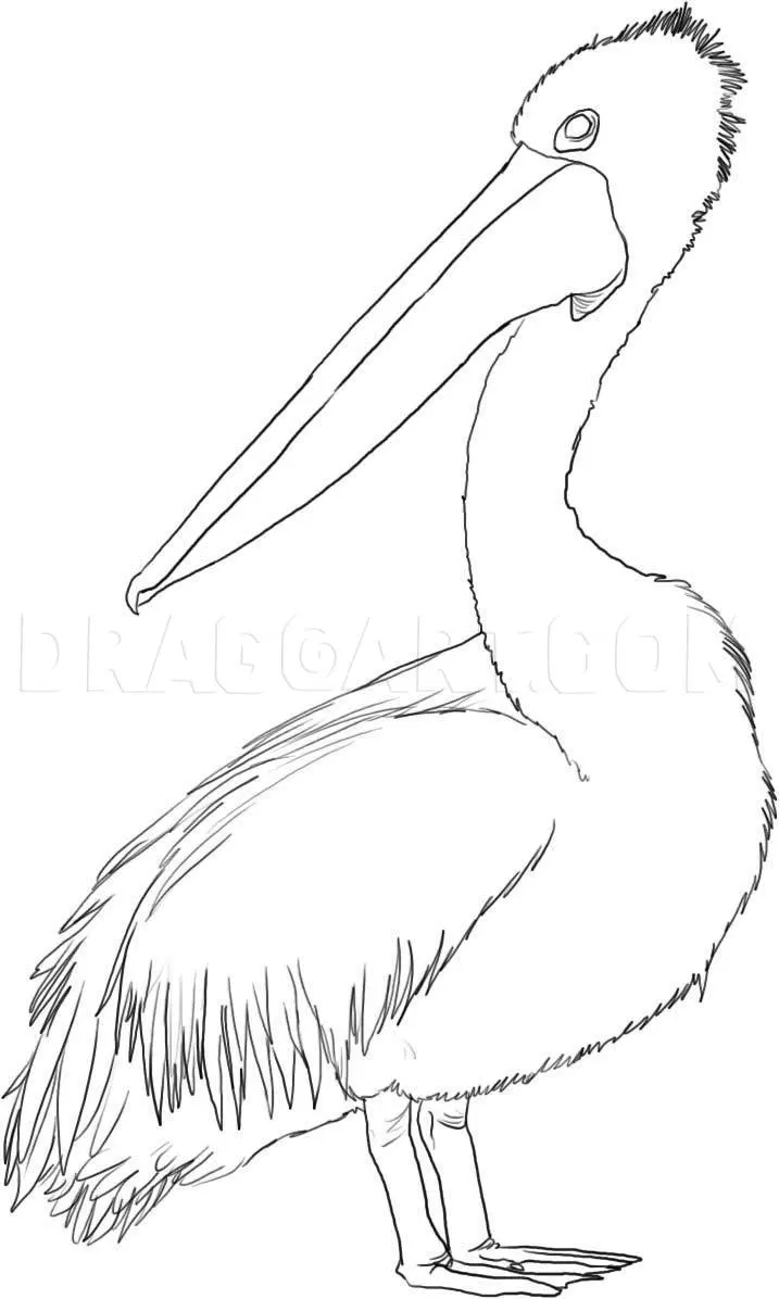 How To Draw A Pelican, Drawing, Step by Step, by Dawn