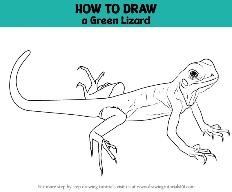 How to Draw a Green Lizard (Lizards) Step by Step