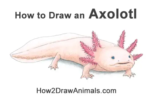 How to Draw an Axolotl VIDEO & Step-by-Step