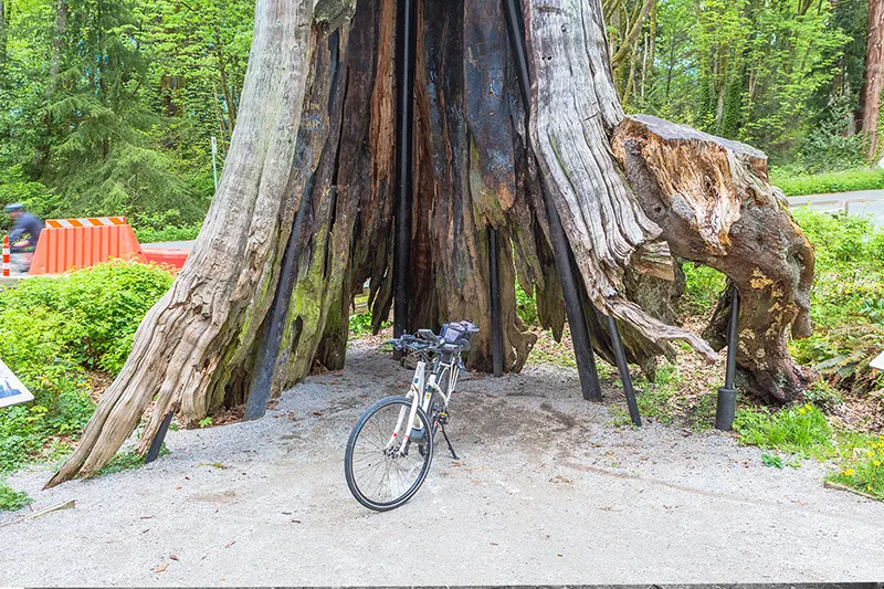 Hollow tree stanley park — image 2
