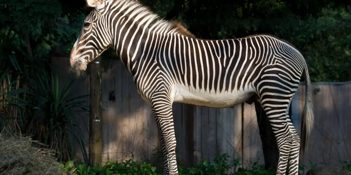 Where do zebras live