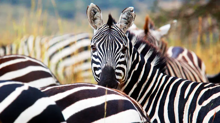 Zebras live — image 2