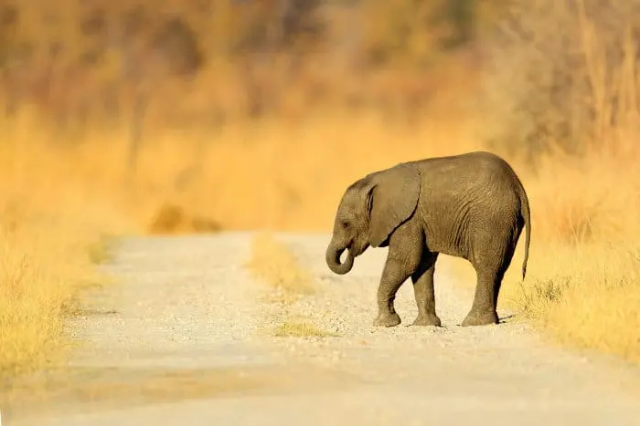 What is a Baby Elephant Called? Africa's Cutest Land Animal