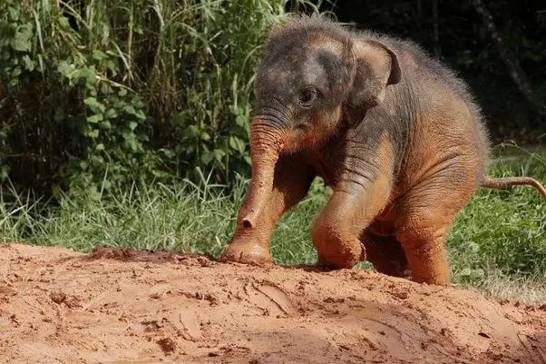 What is a name for a baby elephant?