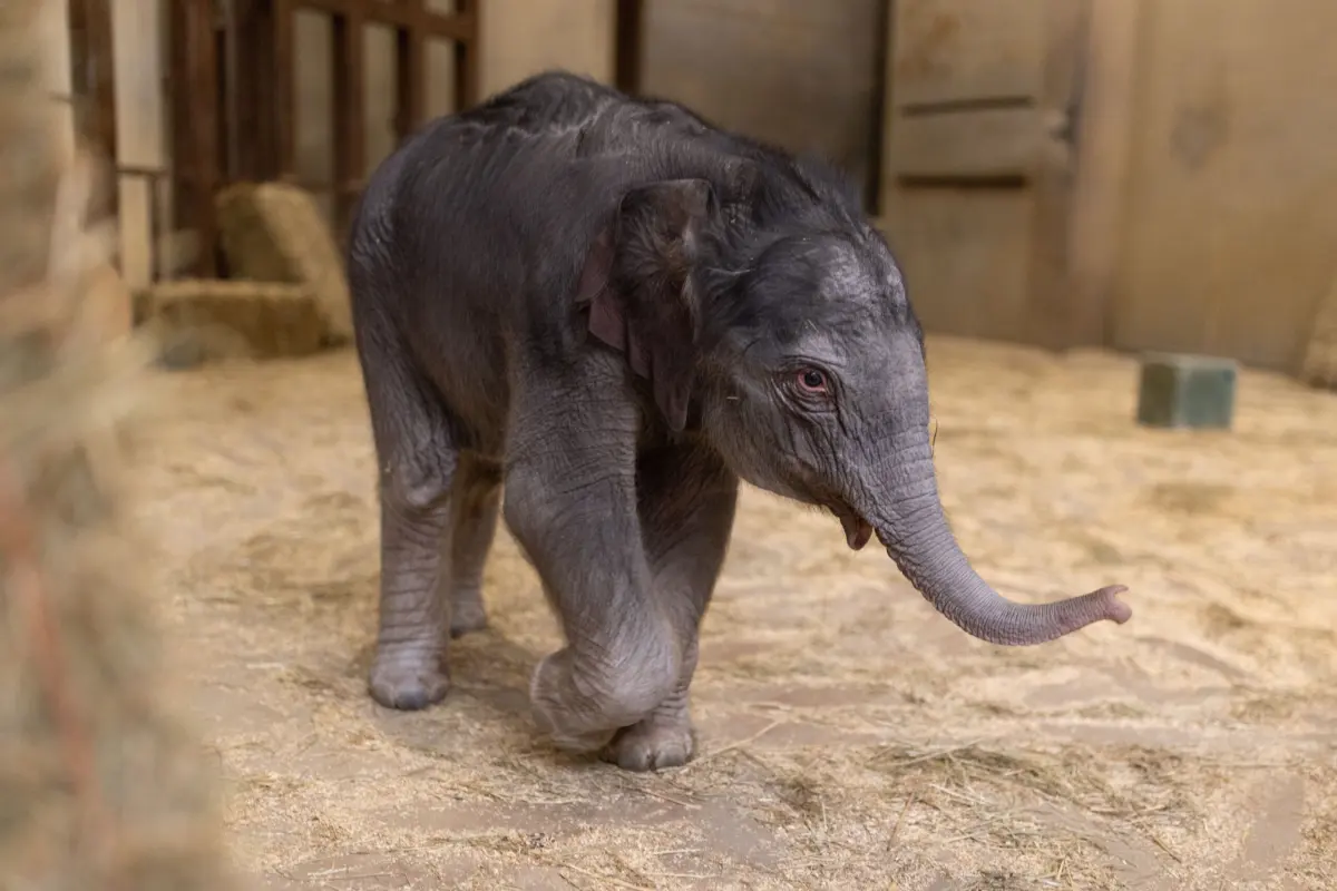 DC's new baby elephant has a name