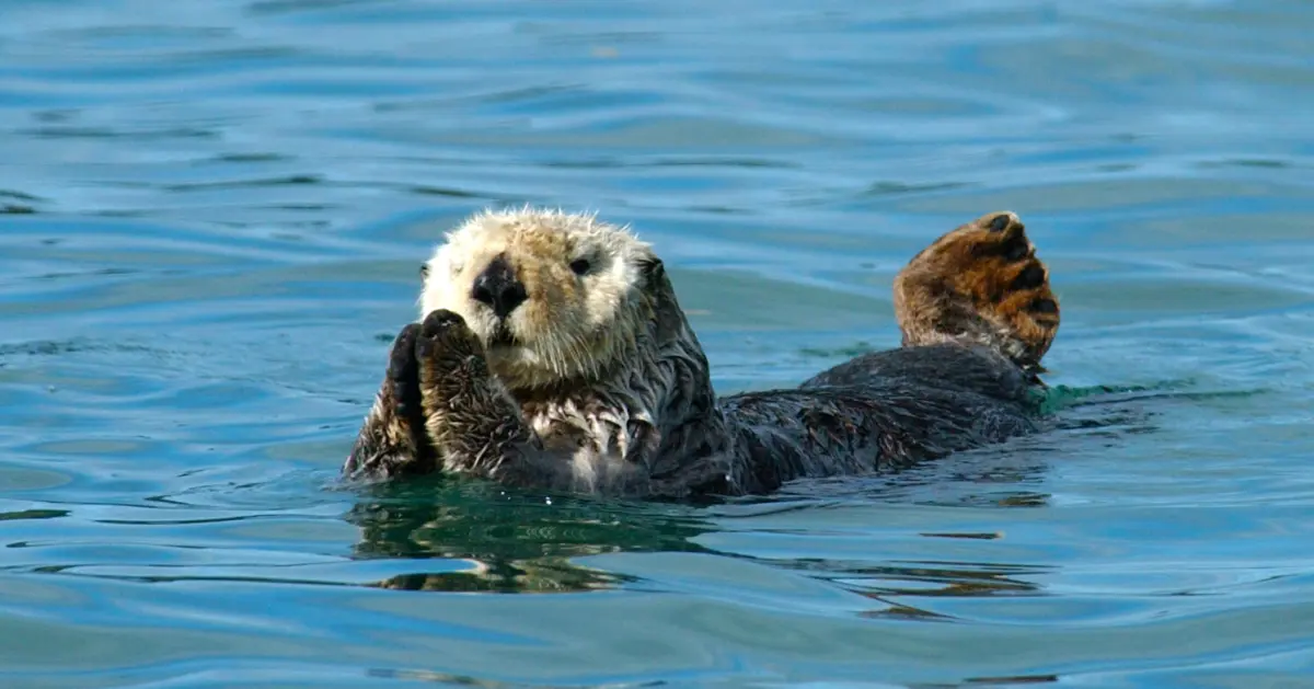 Northern Sea Otter