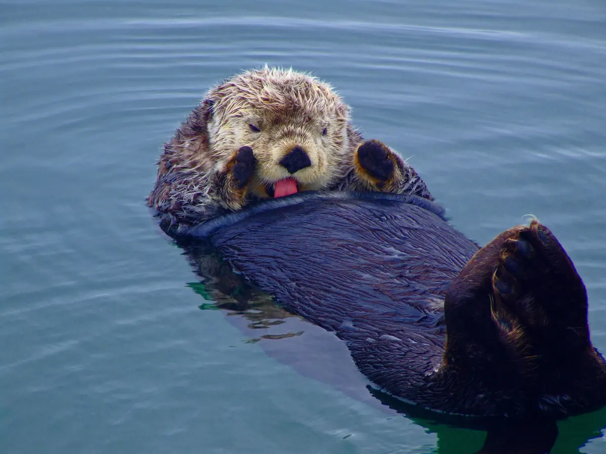 Sea Wonder: Sea Otter