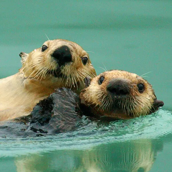 Northern Sea Otter