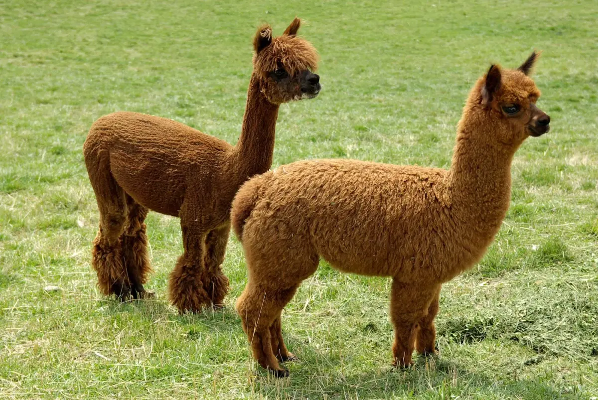 How long do alpacas live