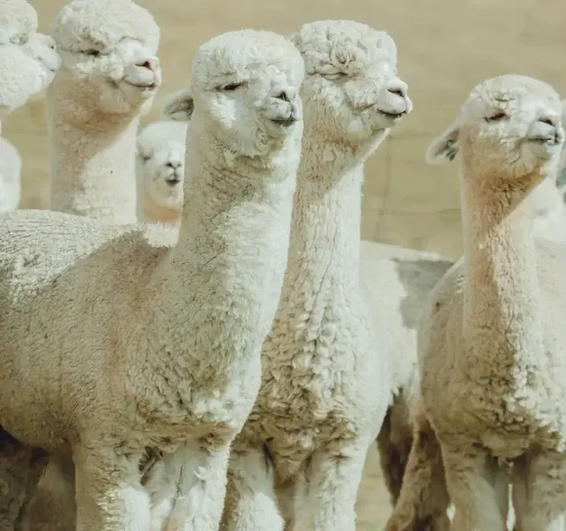 Alpacas vs Llamas: What's the Difference?