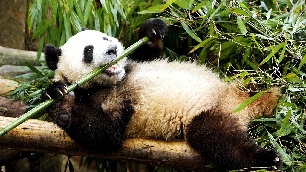 Scientists find out why giant pandas eat bamboo rather than meat