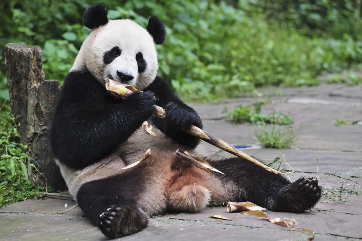 Bear Necessities: Scientists Explain How Pandas Survive Eating Just Bamboo