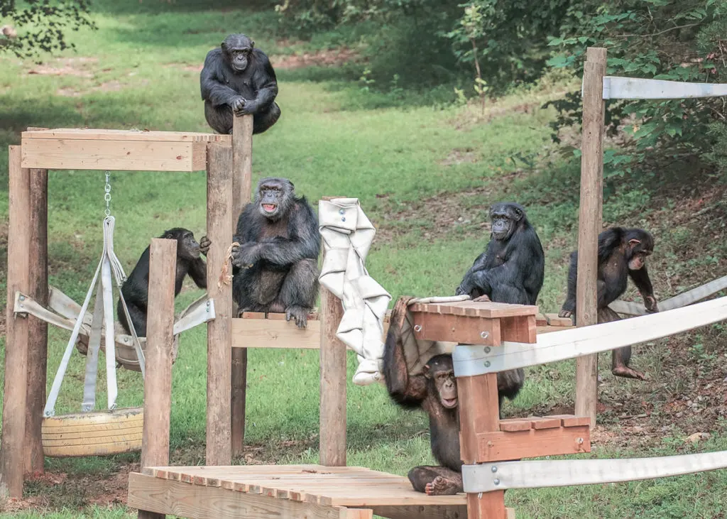 Where do chimpanzees live